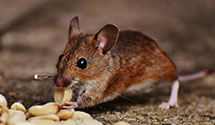 Find Exterminators in Pasco County